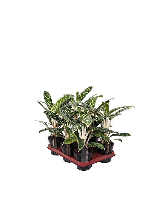 Aglaonema 'ivy Green' 12cm