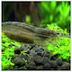 Misirlis Aquarium Aquariumfisch