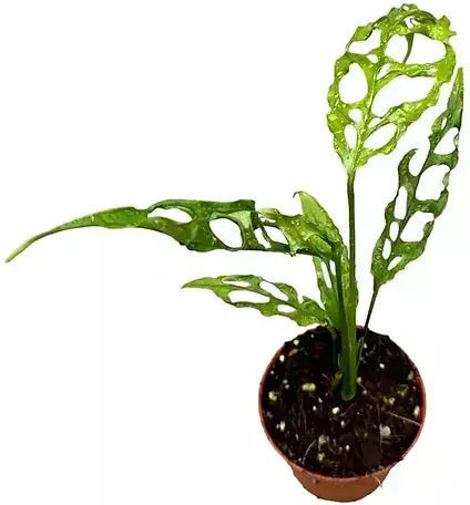 Monstera Oblique Peru
