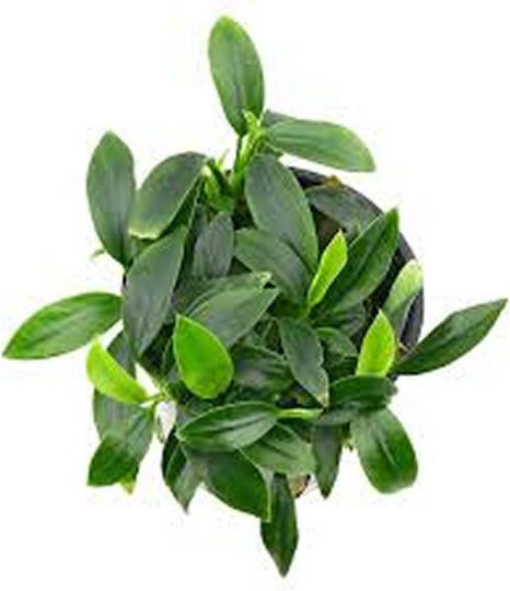 Abyssos Anubias Nana Live Aquarium Plant