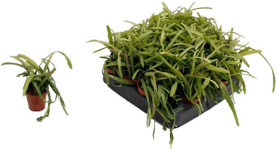 Lepismium Bolivianum 5,5cm