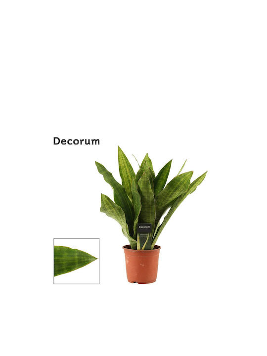 Sansevieria Aubr 'nite Lite' 14cm