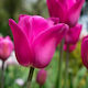 Primasem Zwiebel Tulpeς Rosa Autositz Biologisc...