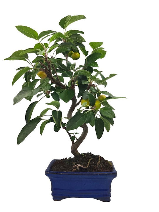 Bonsai Apple Tree 16 cm