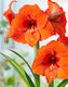 Bulb de Amaryllis Portocaliu Mărime 22/24
