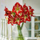 Bulb Amaryllis Bicolor Mărime 24/26