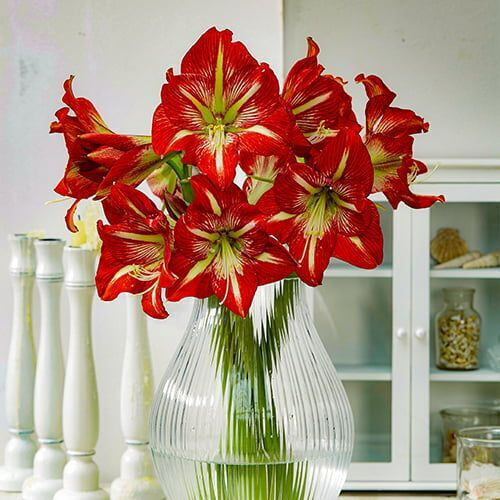 Amaryllis Bulb Bicolor Size 24/26