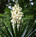 Yucca Filamentosa Bulb Size I