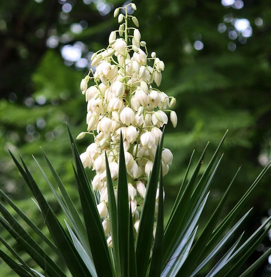 Yucca Filamentosa Bulb Size I