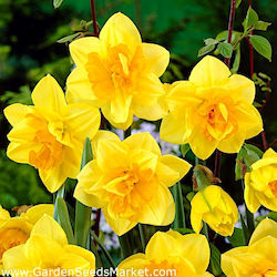 Double Daffodil Bulbs 2 Colors