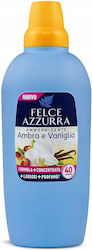 Felce Azzurra 