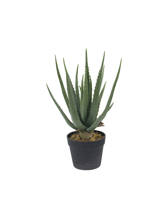 Αλόη σε Γλάστρα 45cm Jardi