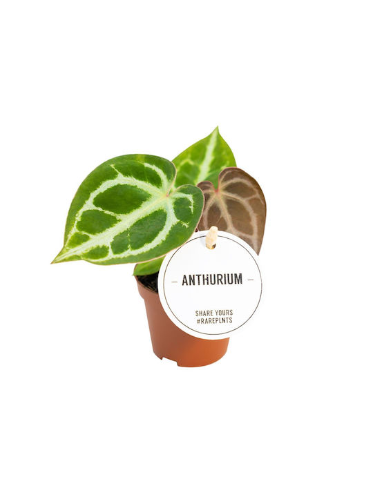 Anthurium Chrystallinum