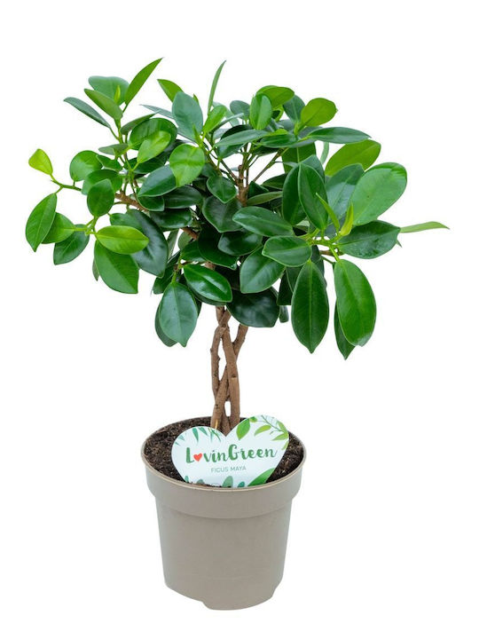 Ficus Microcarpa Maya Geflochten