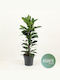 Ficus Cyathistipula Compacta