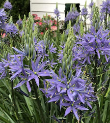 Pachet de 2 bulbi Camassia Leichtlinii Caerulea