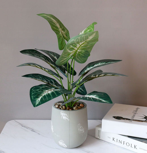 Alocasia În Ghiveci Mic