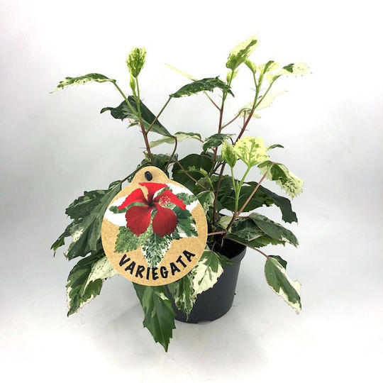 Hibiscus Rosa Variegata