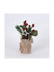 Display Box Γλαστρακι Αστερακι Κοκκινα Berries 12tmx 22cm