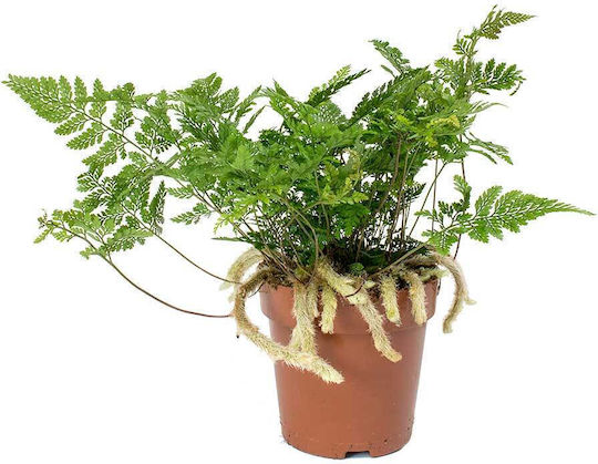Humata Tyermannii Davallia