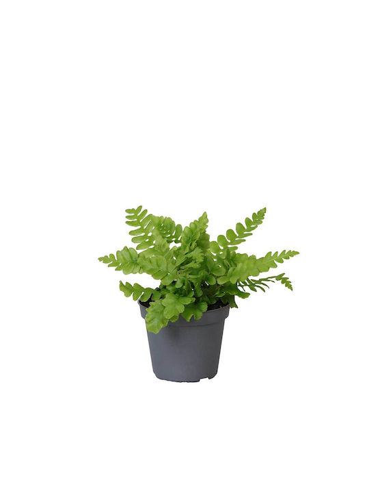 Blechnum Spicant 6cm