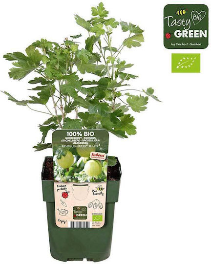 Ribes 'mr Green' Bio 13cm