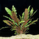 Abyssos Ζωντανό Φυτό Ενυδρείου Cryptocoryne Nevilli