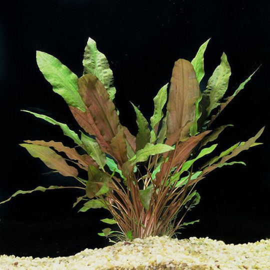 Abyssos Ζωντανό Φυτό Ενυδρείου Cryptocoryne Nevilli