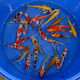 Koi Europe 20/25