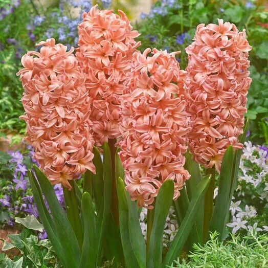 Primasem Zwiebel Hyacinthus Mangekyō
