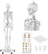 Anatomisches Modell Menschliches Skelett 176 cm + Anatomisches Poster