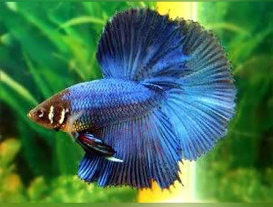 Betta Splendens 3-4cm Female Halfmoon Assorted