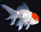 Carassius Auratus "red Cap Oranda" 8-10cm