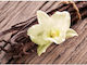 Flavour Art Άρωμα Classic 10ml 1τμχ Classic Vanilla (madagascar)