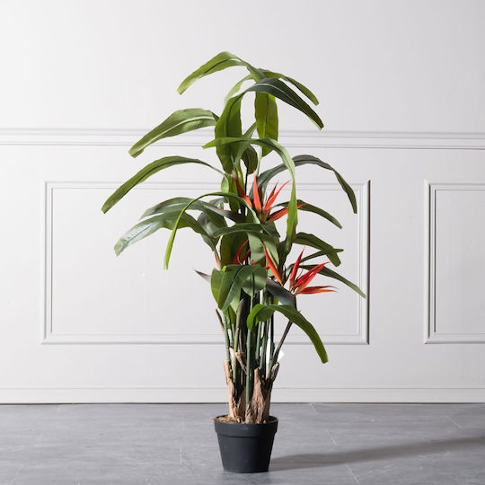 Paradiesvogel Baum im Freien Rote 138cm Supergreens