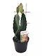 „Drachenfrucht“ Hylocereus Undatus Drachenfrucht
