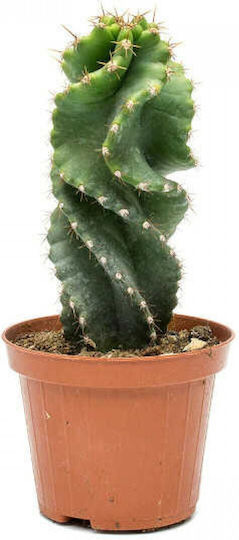 "Κάκτος" Cereus Forbesi Spiralis Φυτό Ύψους 30εκ.