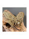 Weihnachtsschmuck Schmetterling Goldglitter 15cm