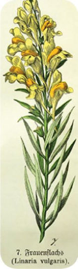 Semn de carte Brainfood Flori Vintage 1