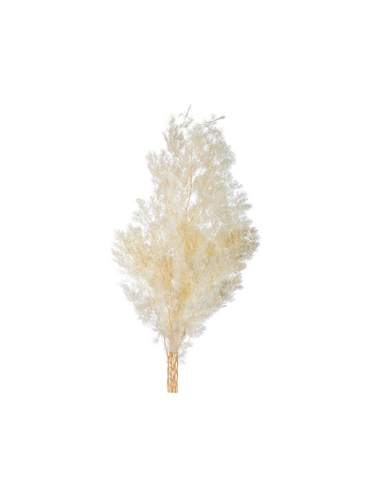 Dried Plant White