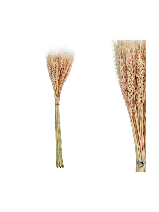 Dried Plant Pink Marhome