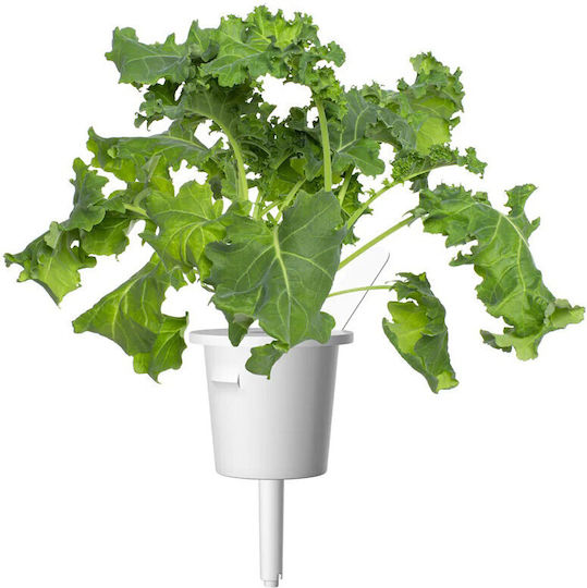 Click & Grow Smart Refill Green Kale 3pcs