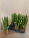 Σανσεβιέρια Sansevieria Cylindrica In Kokodama Pot