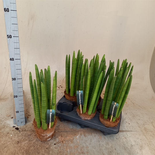 Sansevieria Cylindrica în ghiveci Kokodama