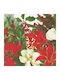 Caspari Christmas Napkins L19xW19cm.