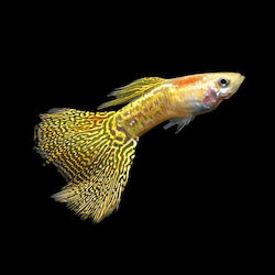 Poecilia Reticulata Schlangenhaut Gelb Männlich