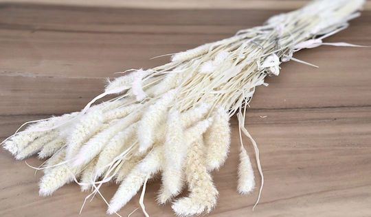 Μπουκέτο από Pampas grass 65cm Paper Pack