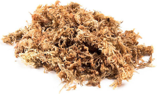 Σφάγνο Sphagnum Συσκευασία 100 Gr