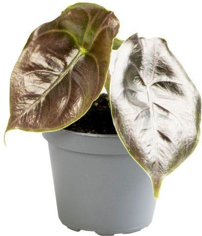 Alocasia Azlanii