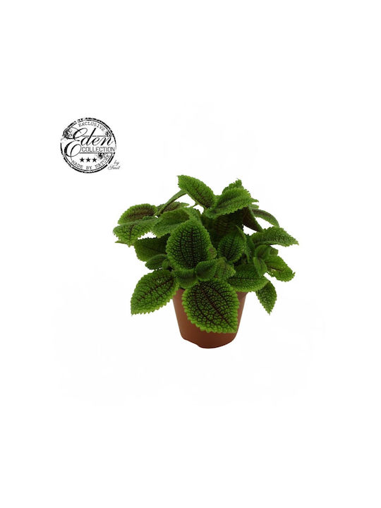 Pilea Moon Valley